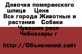 Девочка померанского шпица. › Цена ­ 40 000 - Все города Животные и растения » Собаки   . Чувашия респ.,Чебоксары г.